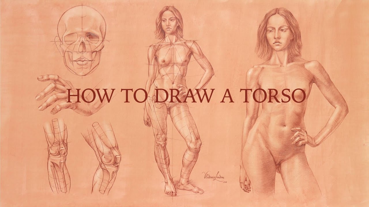 How to draw a torso
