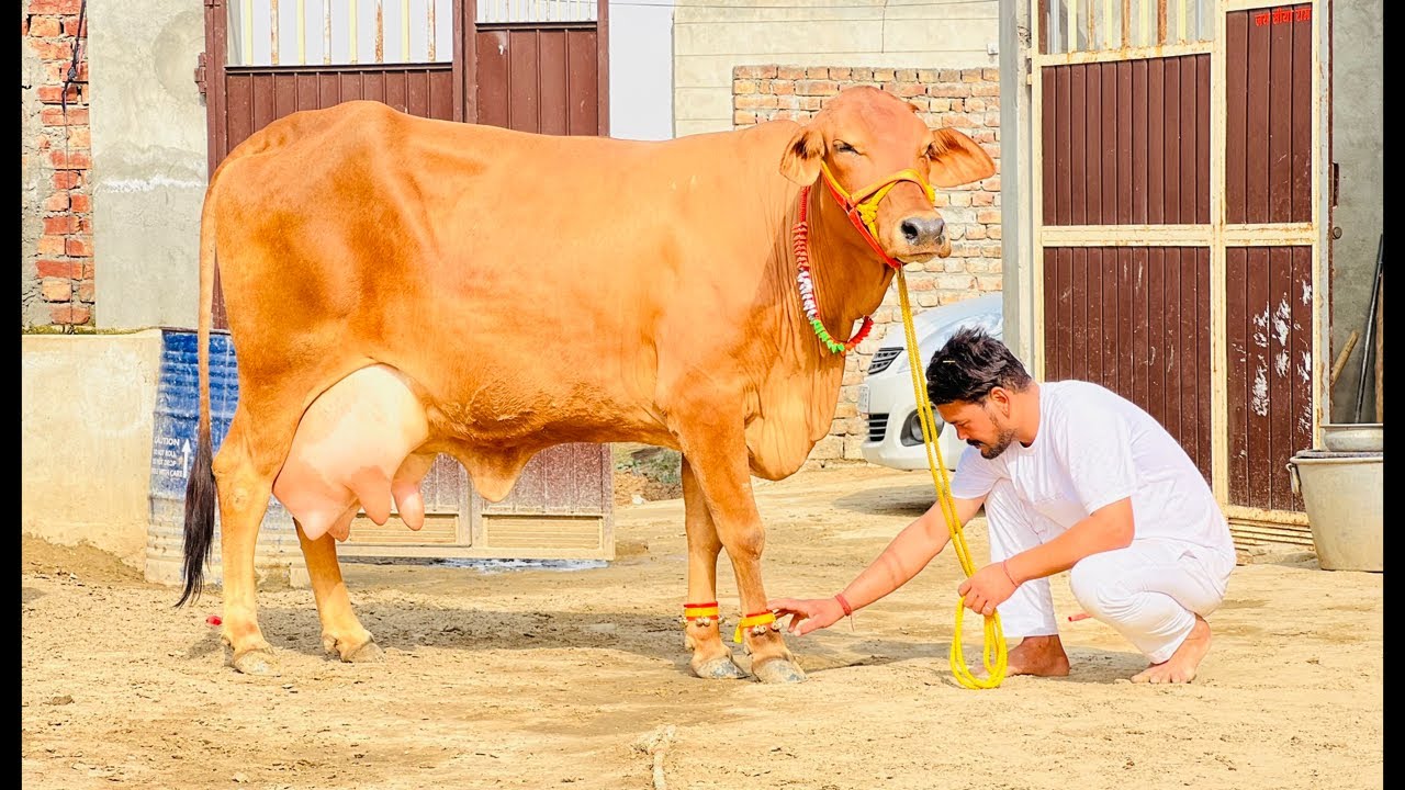 22 Sahiwal cows For Sale at Shri Balaji Dairy Farm.Kalanwali.Haryana.95182-16110