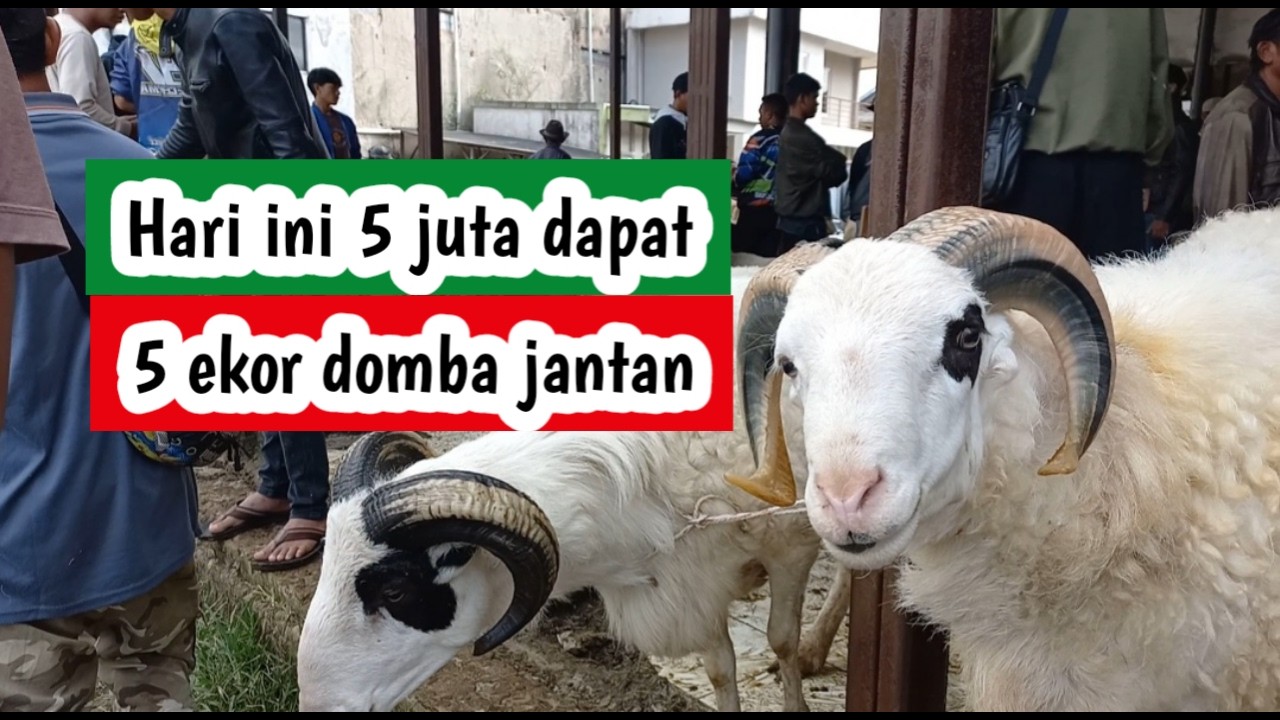domba bahan qurban harga ekonomisan paling laris, jenis domba garut dan domba priangan (070326)
