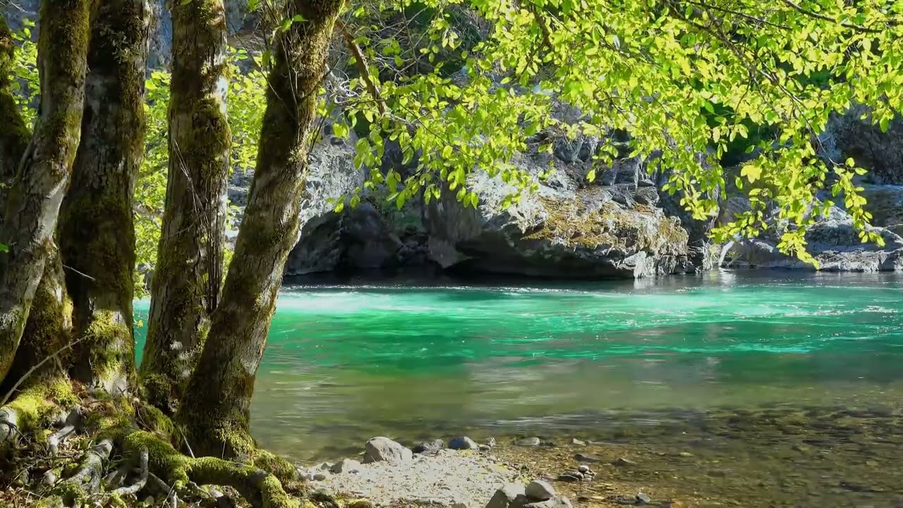 Softly Flowing Rhythm of Nature │Nature Beats