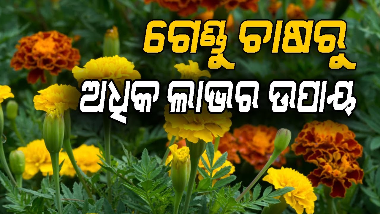 Gendu phula chashare samasyara samadhana | ଗେଣ୍ଡୁ ଫୁଲ ଚାଷରେ ଉପୁଜୁଥିବା ସମସ୍ୟାର ସମାଧାନ