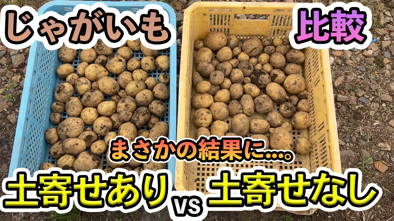 【じゃがいも】土寄せと〇〇をするだけでこんなにも差がでた
