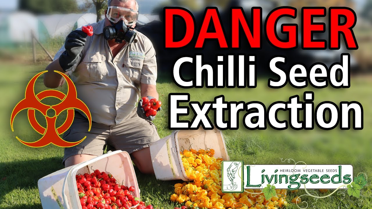 SuperHot Chilli Seed Processing
