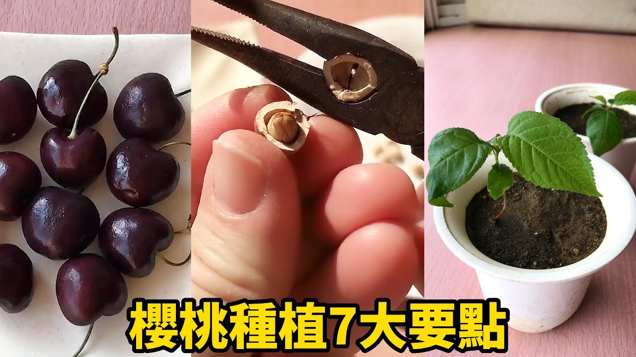 櫻桃種植7大要點 | 7 key points for cherry planting