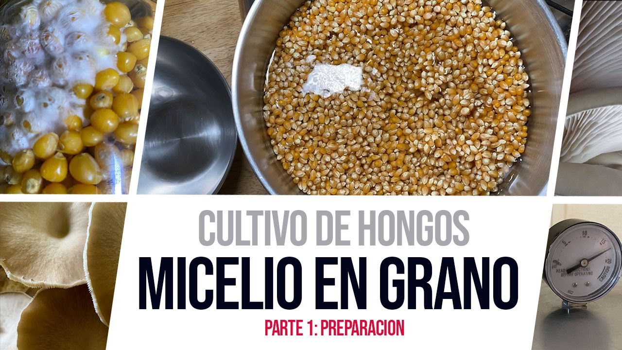 Cultivo de Hongos Cómo hacer MICELIO en grano ( Grain spawn ) Parte 1