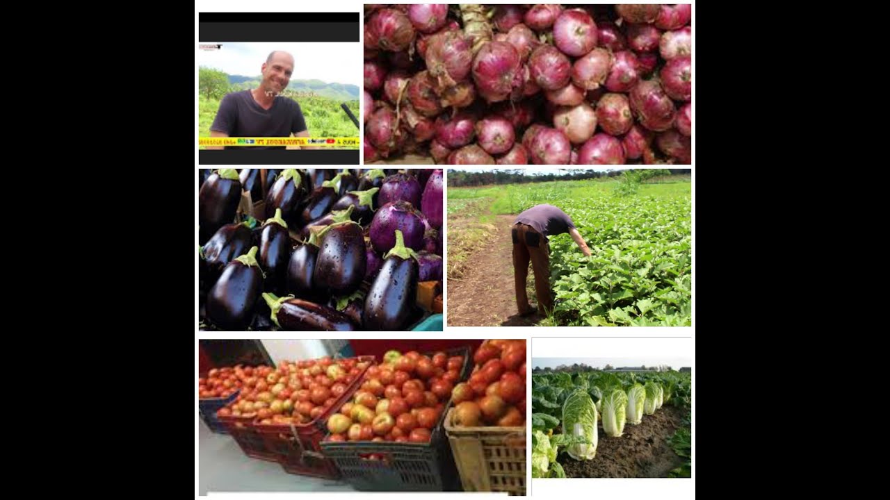 🛑MUNDELÉ AZO LONA BILANGA AU KONGO CENTRALE MAGEONS BIO #JAUNE_CONGO #ANTOINE #AGRICULTURE