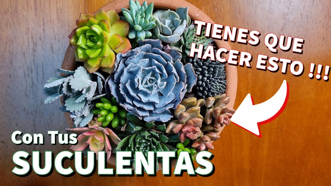 Guía completa para hacer un arreglo de suculentas perfecto.