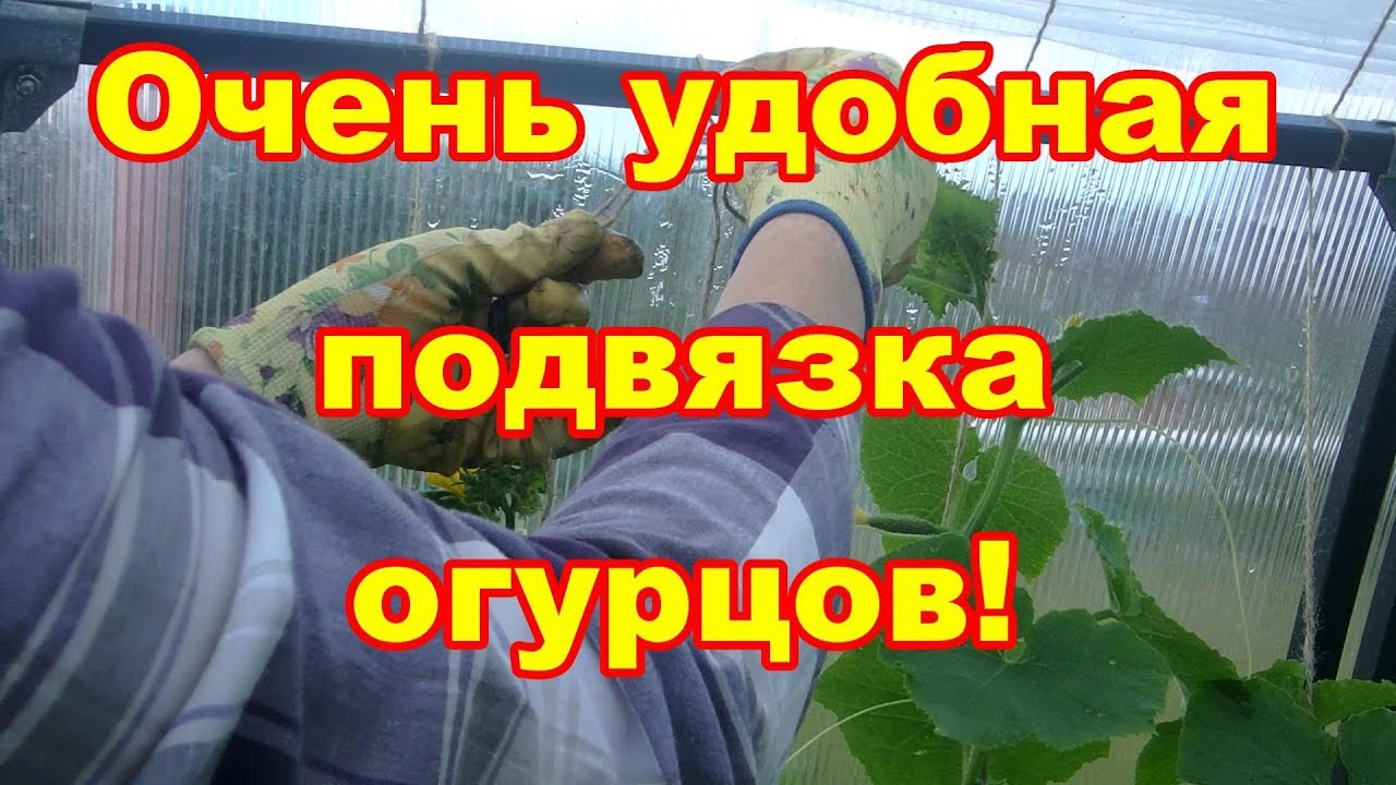Очень удобная подвязка огурцов