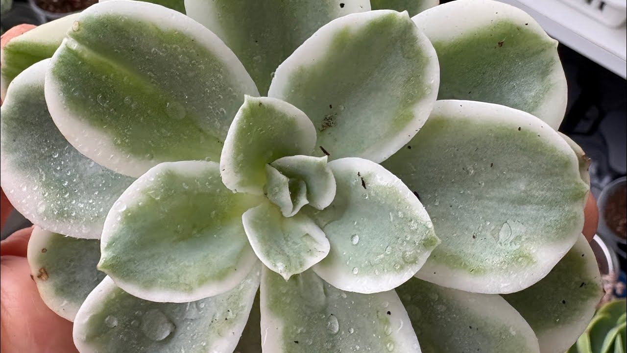 Bol çeşit sukulentler satışta 💐05066598226