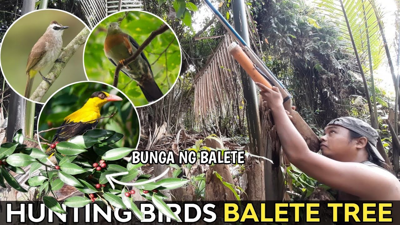 BIRD HUNTING SA BALETE TREE | GAMIT ANG ALCOHOL GUN | PUNAI, GALANSYANG, KILYAWAN, BUL-BUL BIRDS