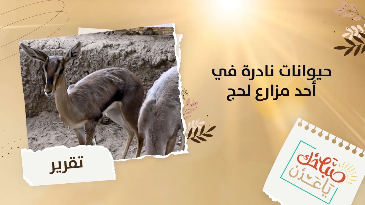 صباحك يا عدن | تقرير.. حيوانات نادرة في أحد مزارع تبن بلحج
