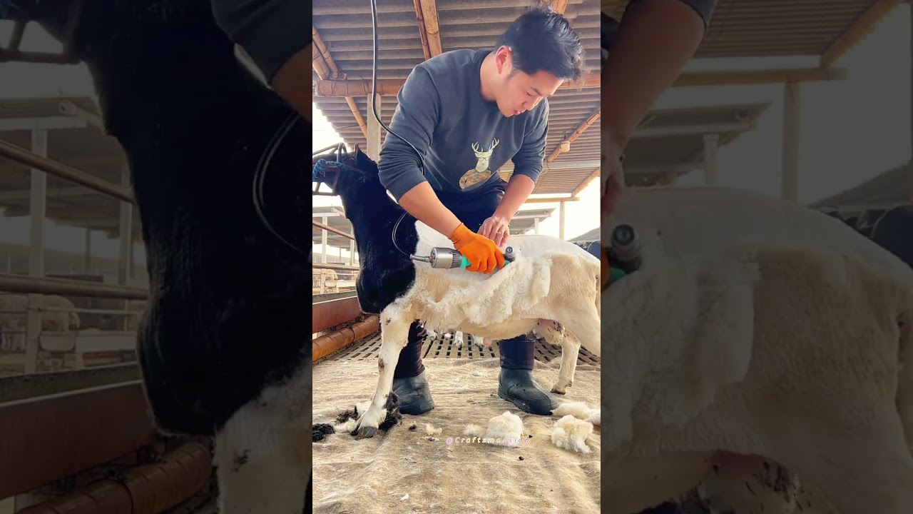 Precision Sheep Shearing Techniques for Professional Wool Harvesting Success