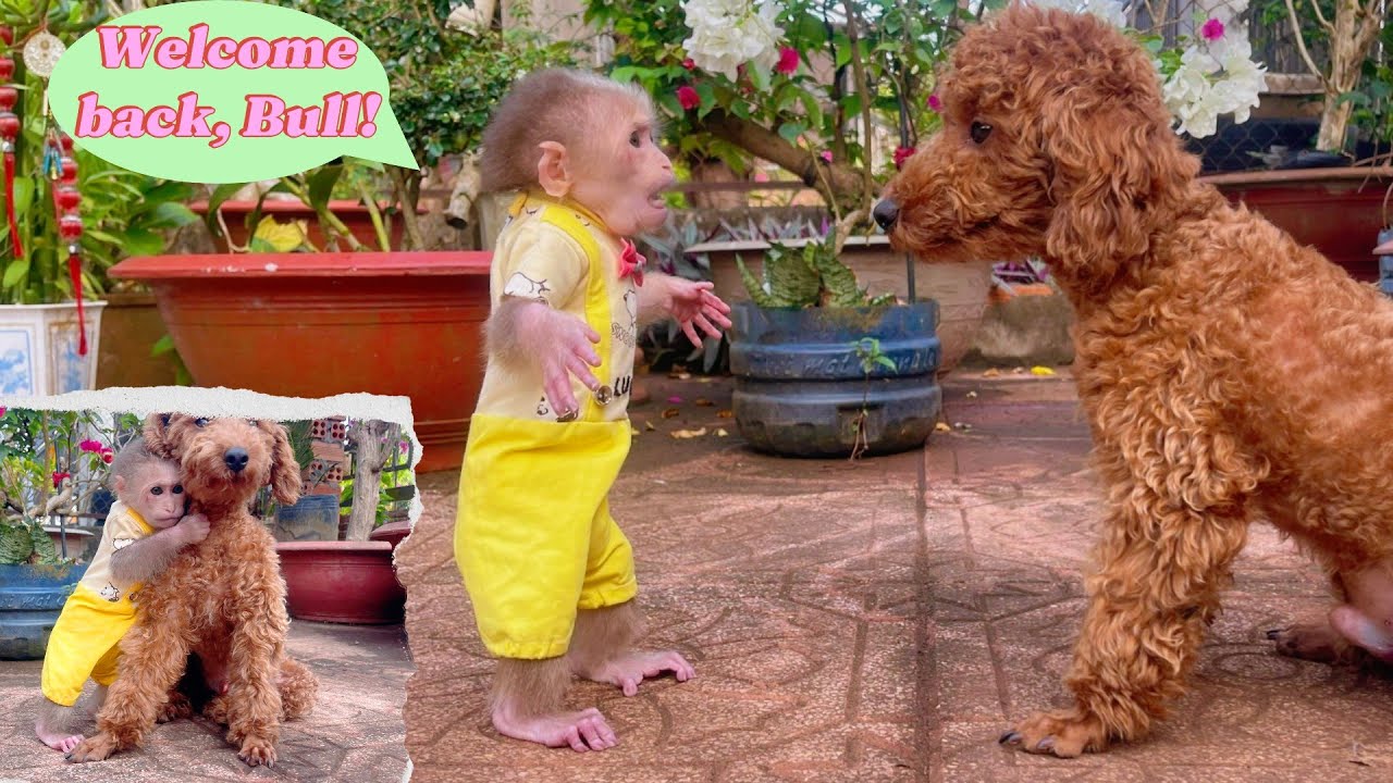 Finally Home — The Emotional Moment Lulu Welcomes Bull Back After Surgery