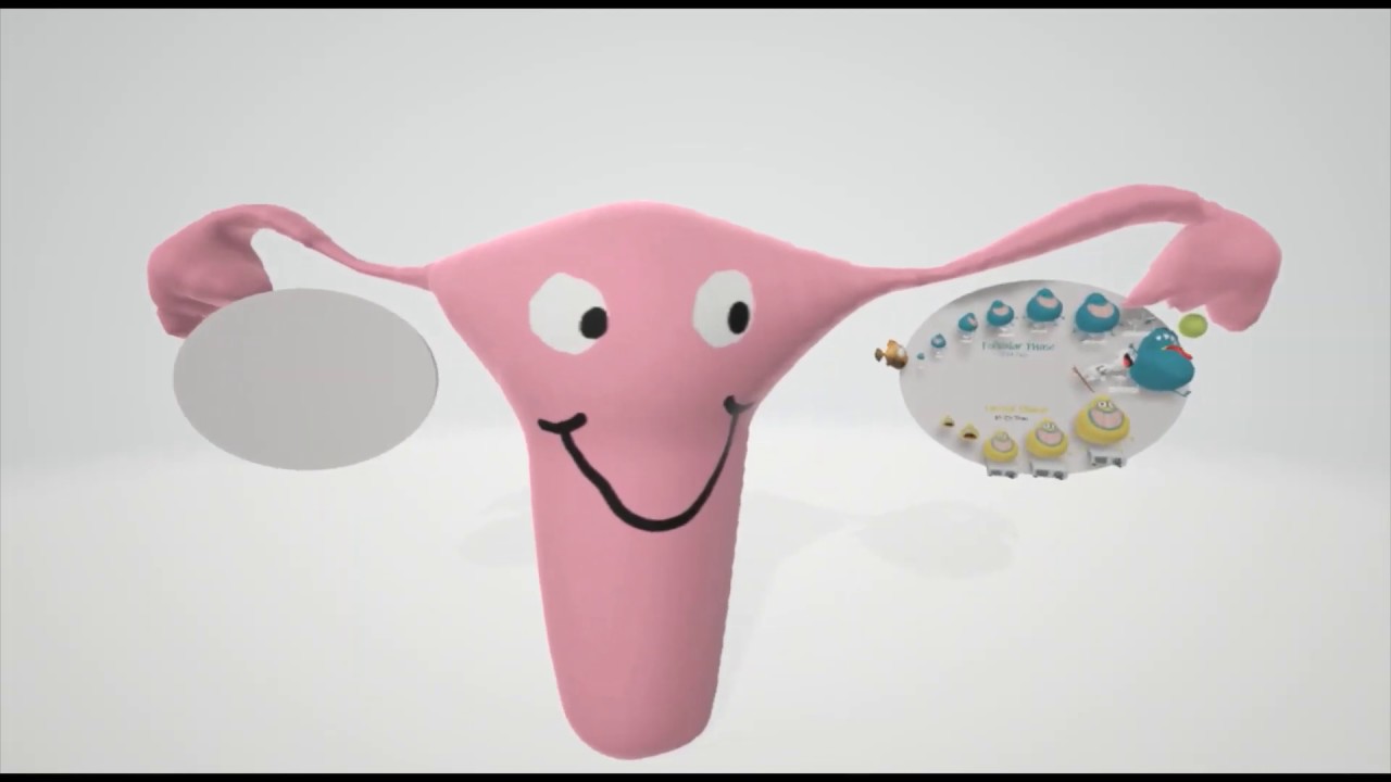 Menstrual Cycle (Mnemonic)