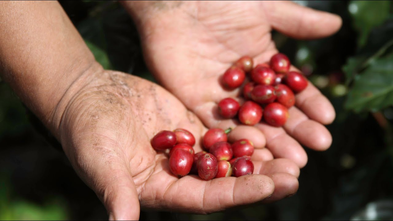 Philz Coffee | Sustainable Harvest