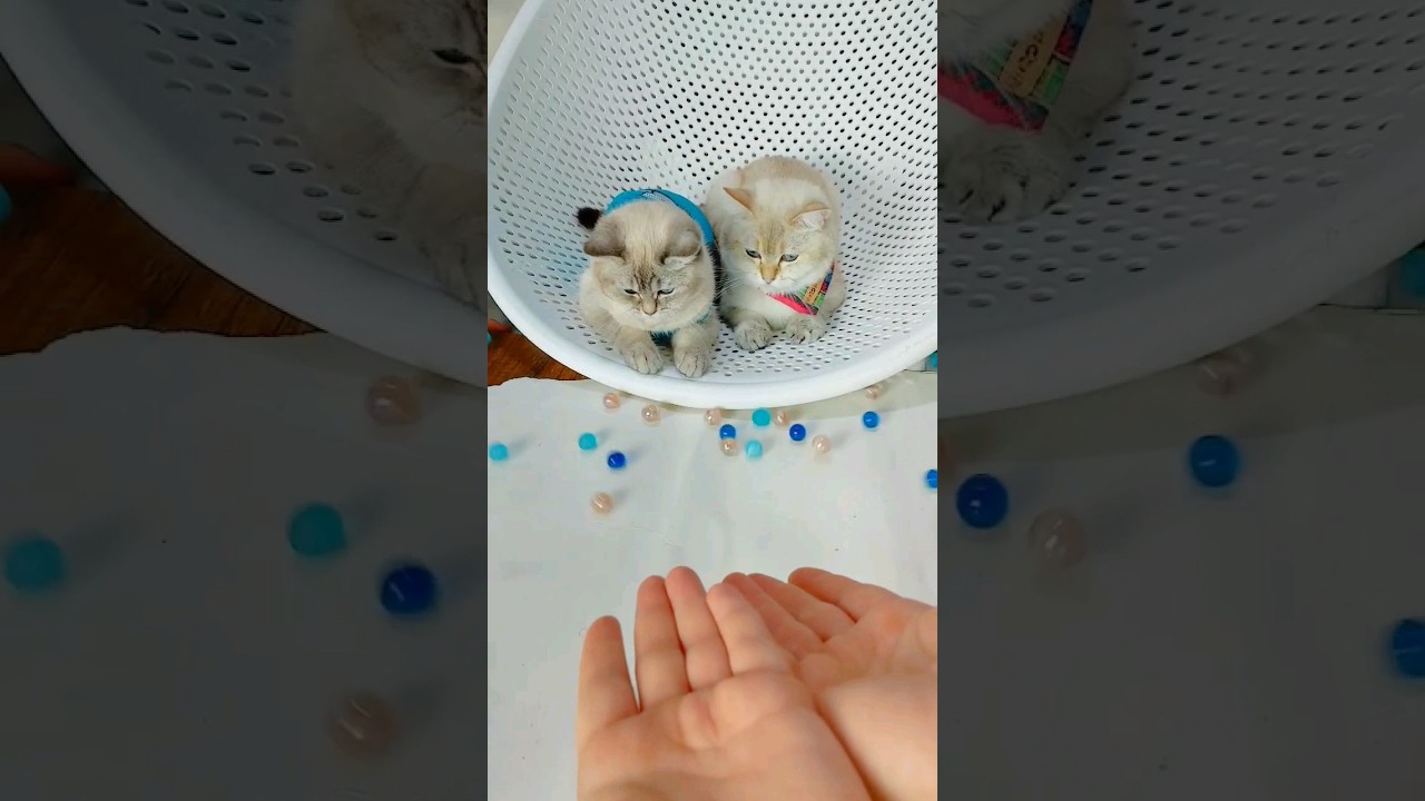 Cat's Unforgettable Reaction to Silver Ball Sounds #asmr #cat  #relaxing #reaction #funny