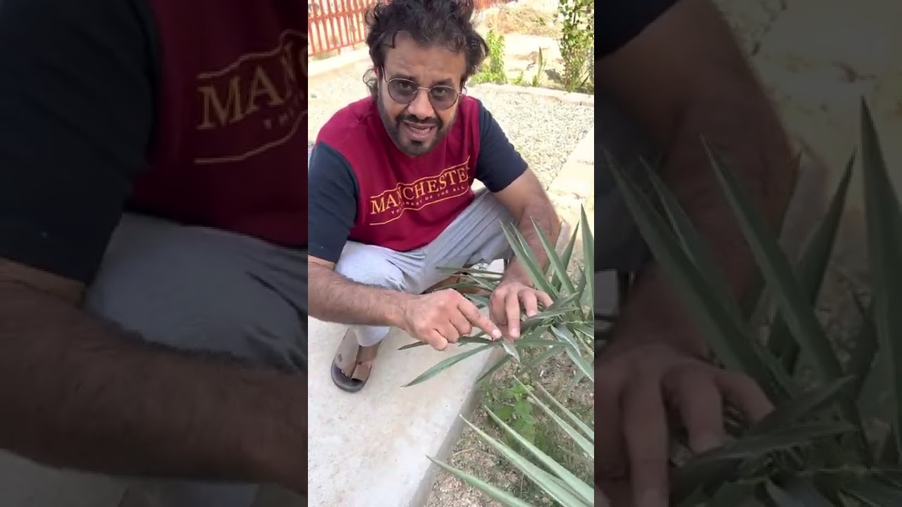 كيف تعرف النخل ذكر او انثى