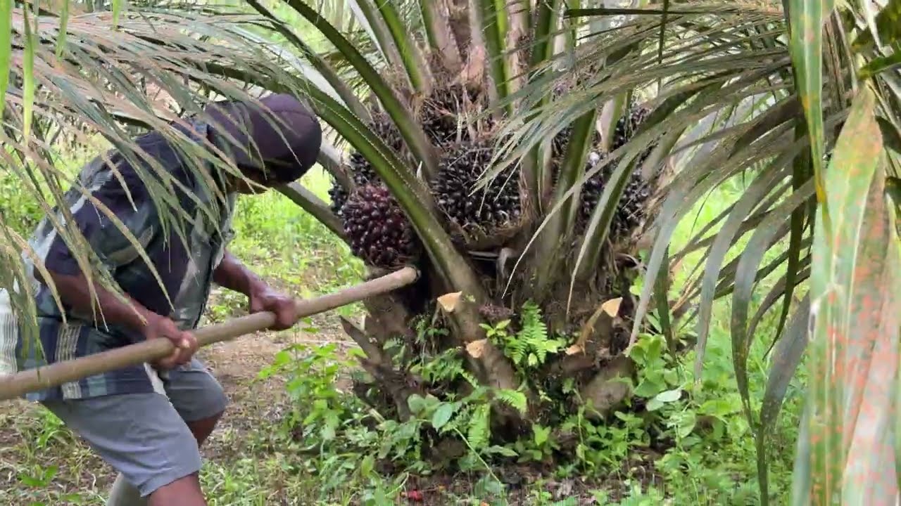 Panen sawit yangambi buahnya besar-besar bikin senang pemilik kebun