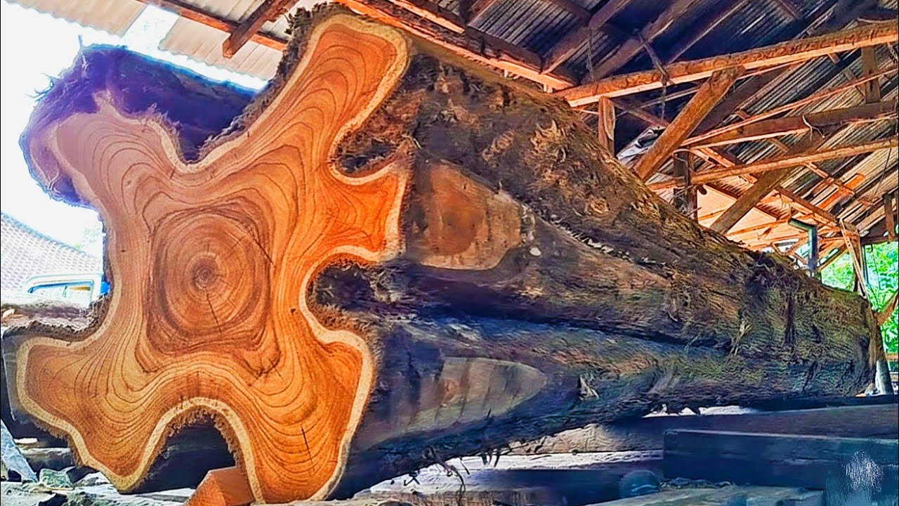 The process of splitting a monster teak tree into beautifully grained blocks at the sawmill