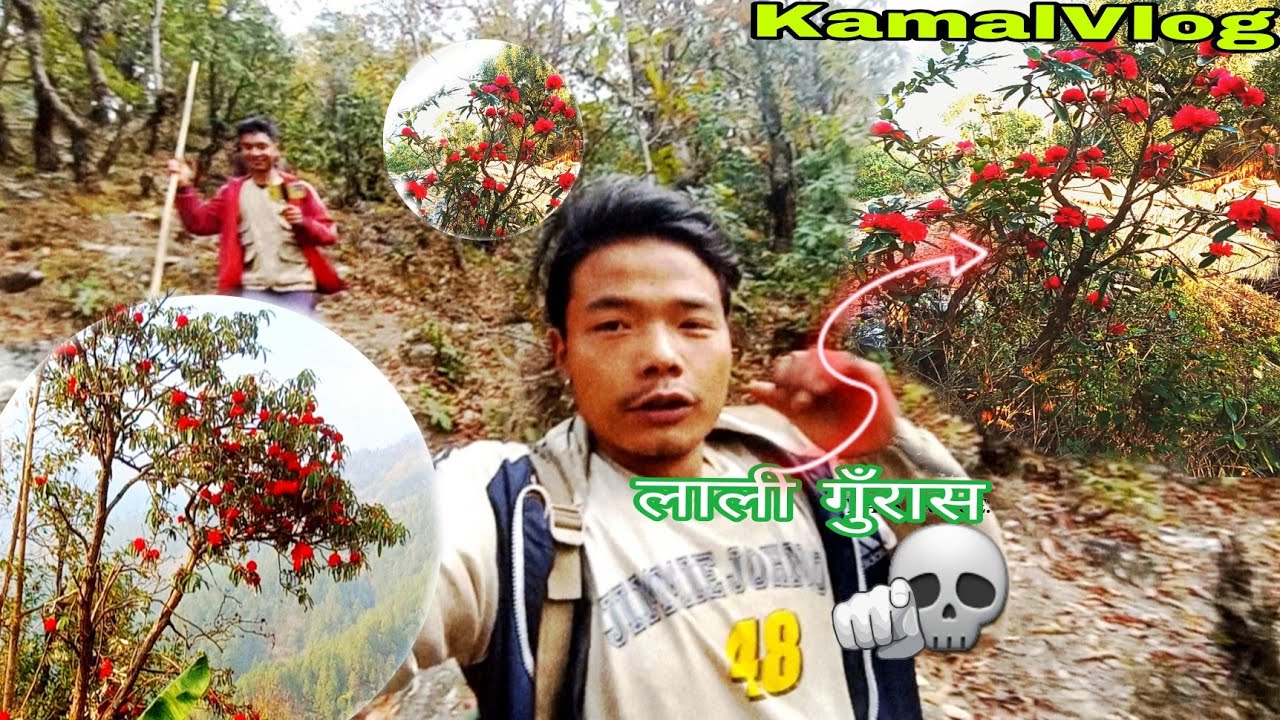 Lali Guras(Vlog)झकमक फुल्यो तपाईंहरू को तिर फुल्दै छ कि छैन (KamalVlog) Cament ❣️ garnu hai
