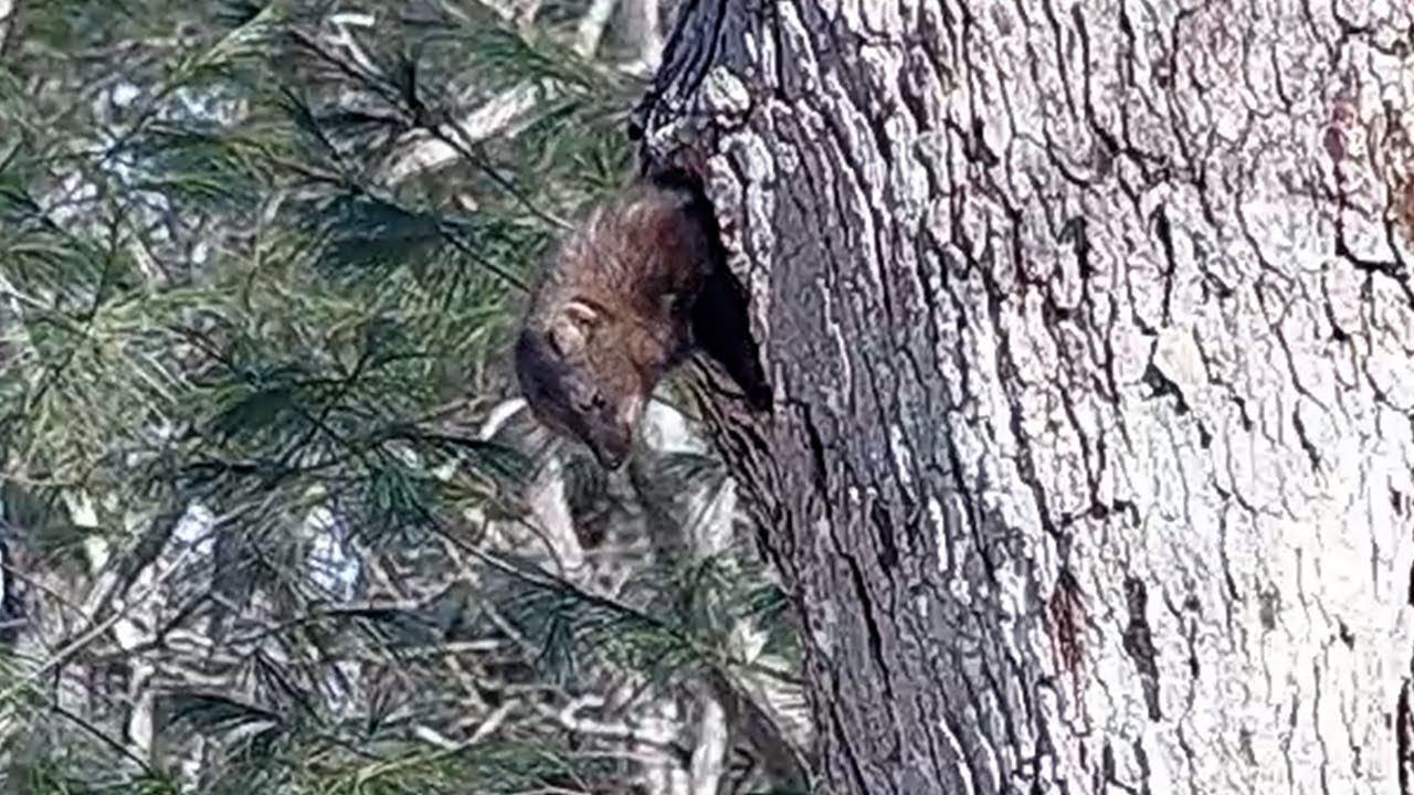 Female fisher cat emerges from tree cavity to go poop