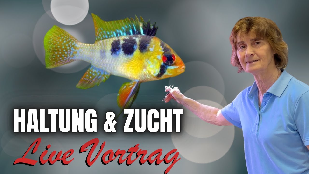 Haltung & Zucht Schmetterlingsbuntbarsche  🔴Live Vortrag Ulla Aquaristik Lounge