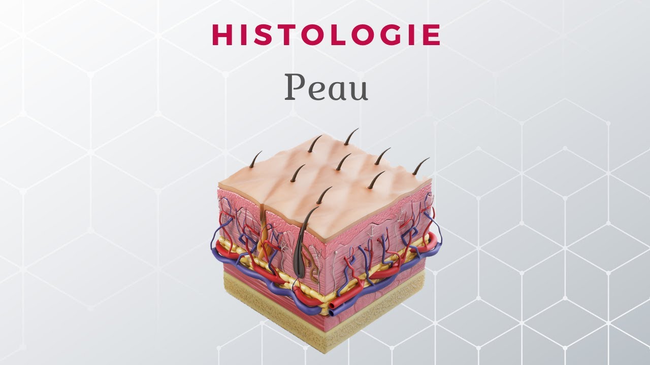 Histologie de la Peau