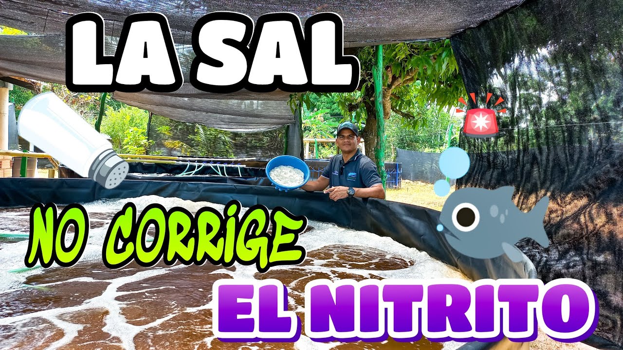 LA SAL 🌊🧂NO CORRIGE EL NITRITO‼️⚠️