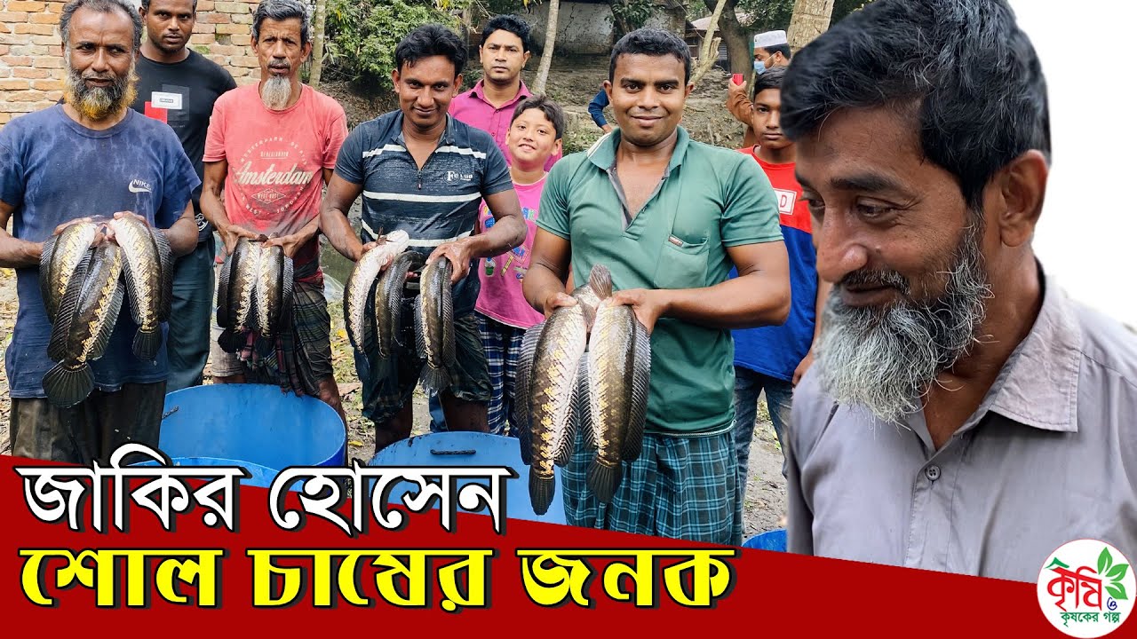 দেশি শোল মাছ চাষে সাফল্য । BD FISH farming
