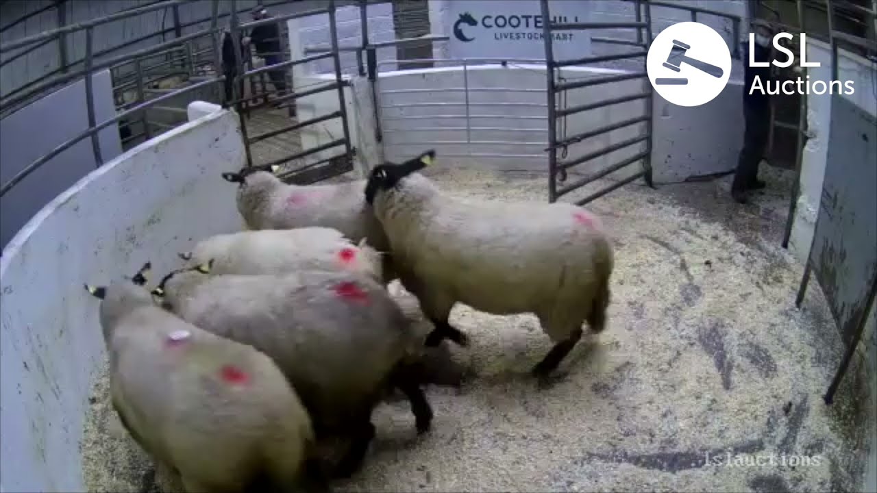 LSL Auctions - Heavy Hoggets in Lot 1420 at Cootehill Livestock Mart - LSLAuctions.com