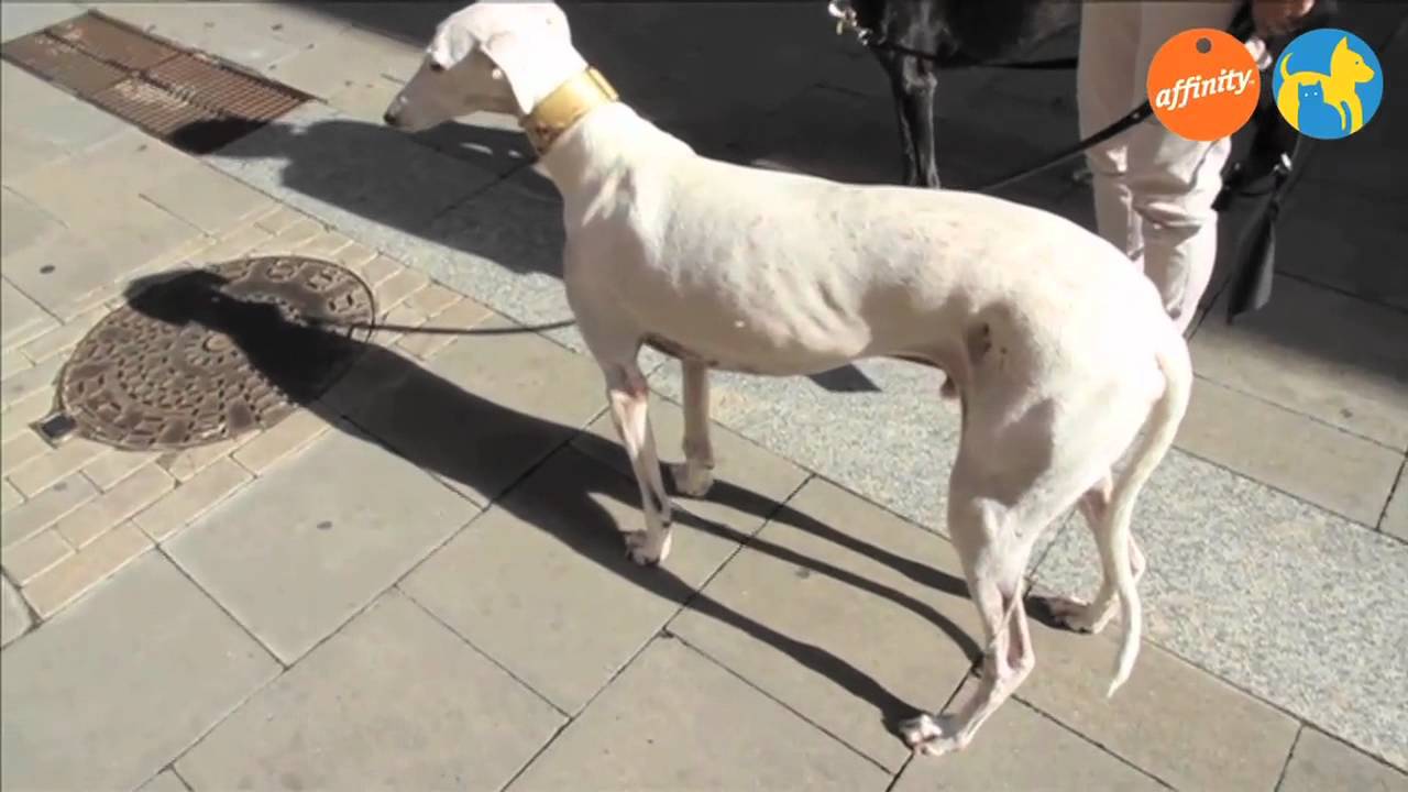 Elige tu raza - Galgo - Más que perros y gatos 11 | Fundación Affinity