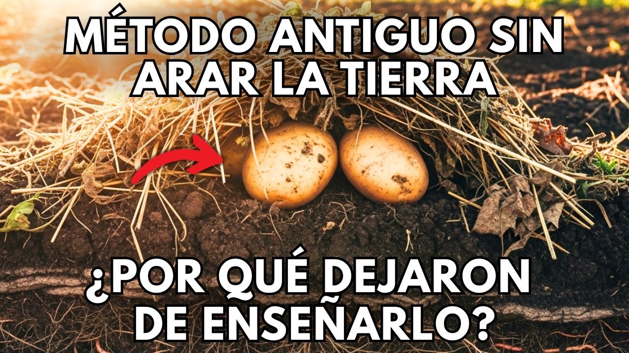 El Sistema Antiguo de la Papa que Da Buen Rendimiento sin Arar la Tierra
