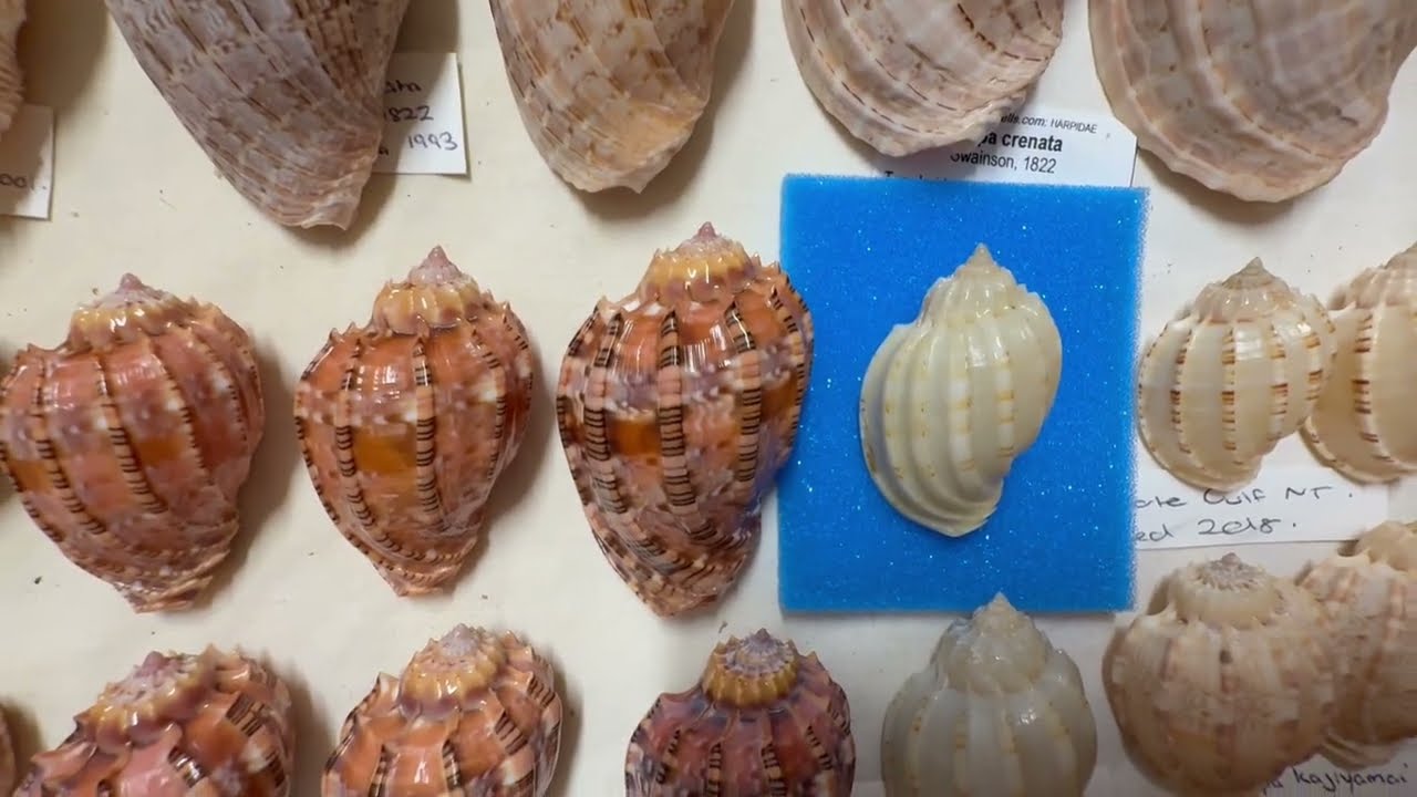 My seashell collection museum Video 37: Harpidae and Ficidae