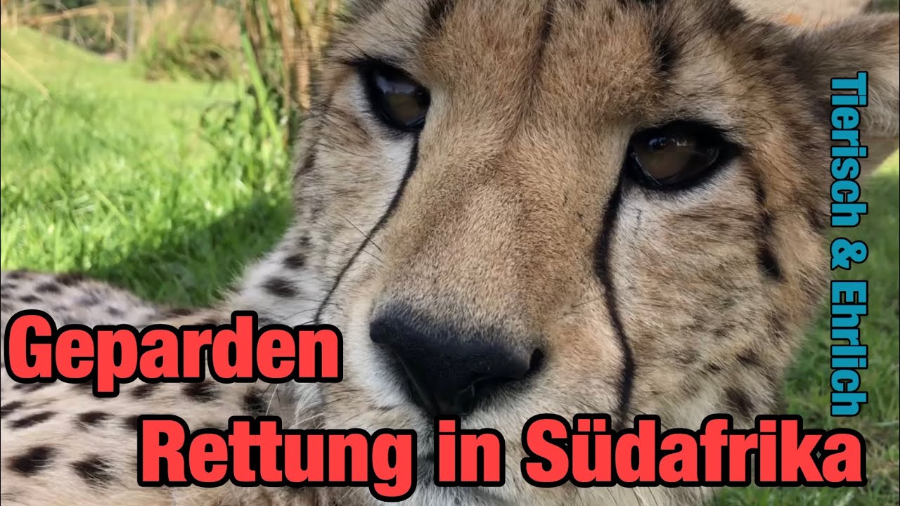 Geparden-Auffangstation in Südafrika - Tierisch und Ehrlich