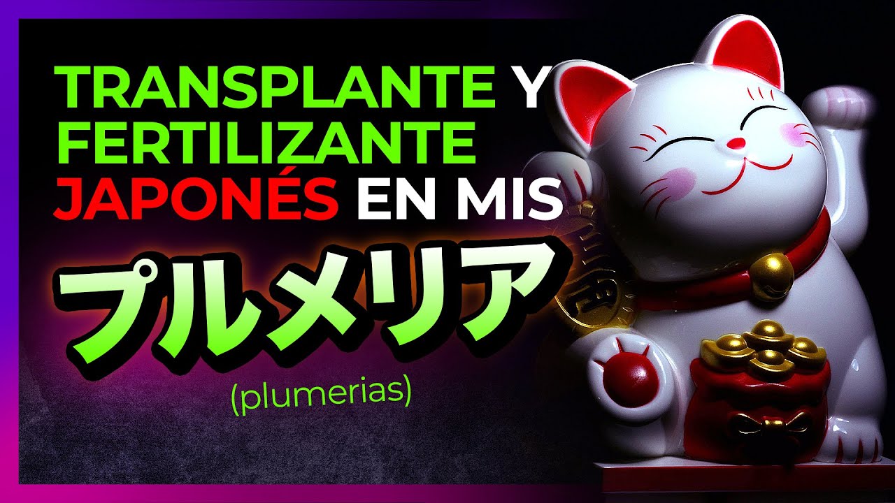 👋 TRANSPLANTA y FERTILIZA tus PLUMERIAS como en JAPÓN  🇯🇵 ㊙️  - (Edición 2024) 