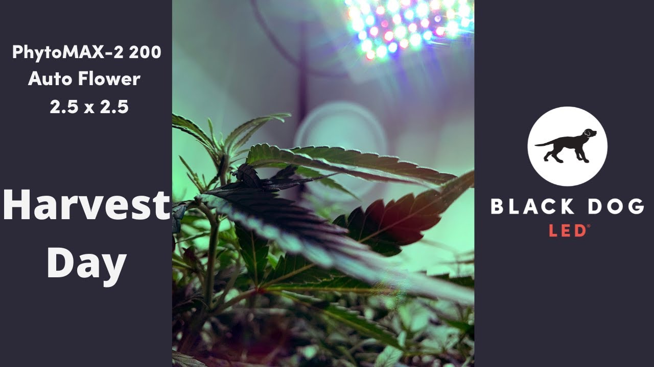 PhytoMAX-2 200 l Grow Along l Autoflower | 2.5 x 2.5 l Harvest Day