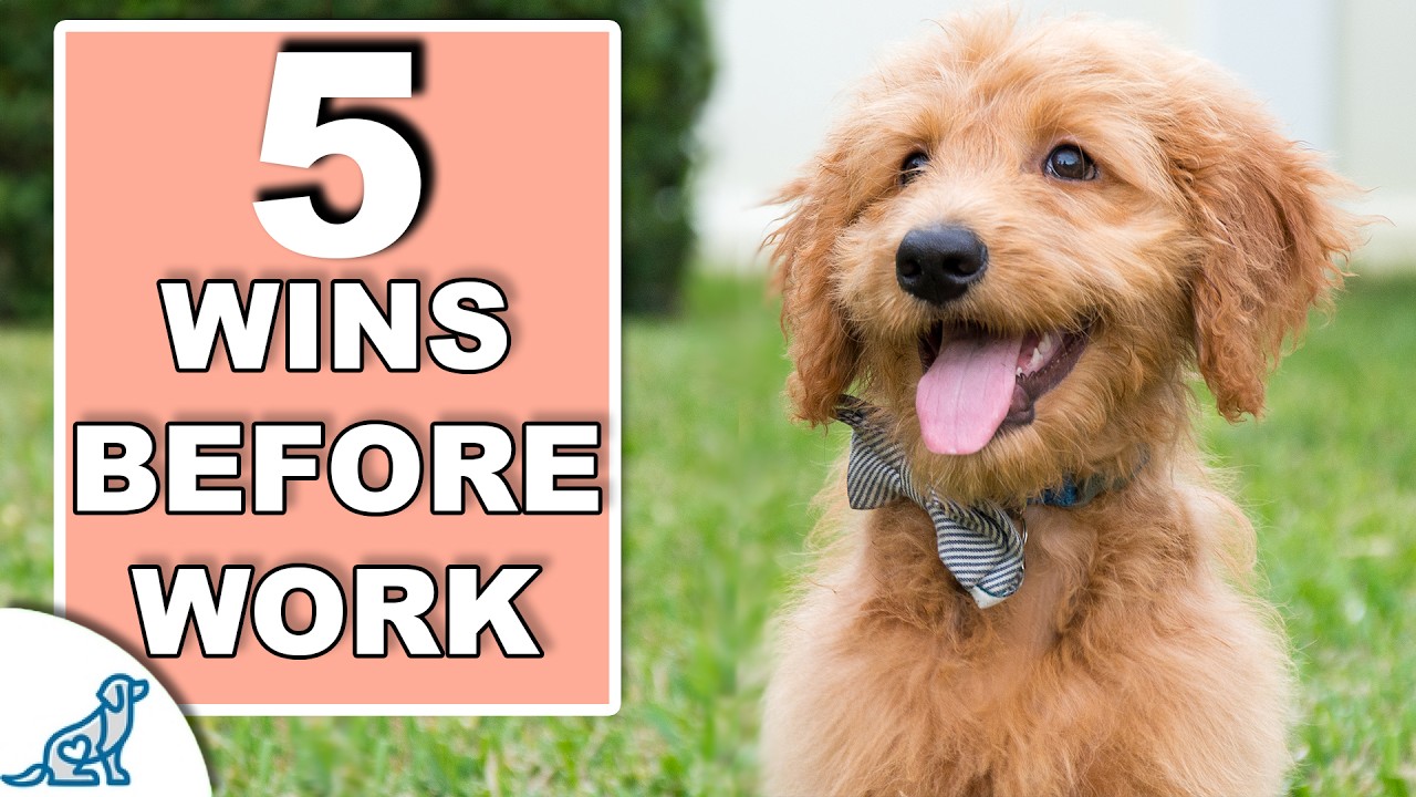 Your 10 Minute Morning Puppy Training Plan
