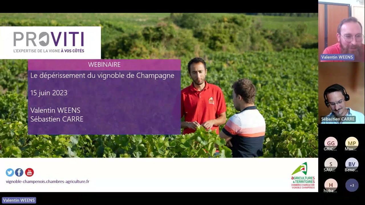 Les viroses : dépérissement du vignoble de Champagne