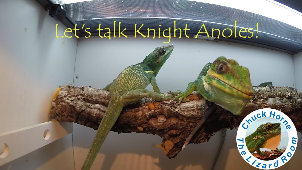 Let's talk about Knight Anoles!!!