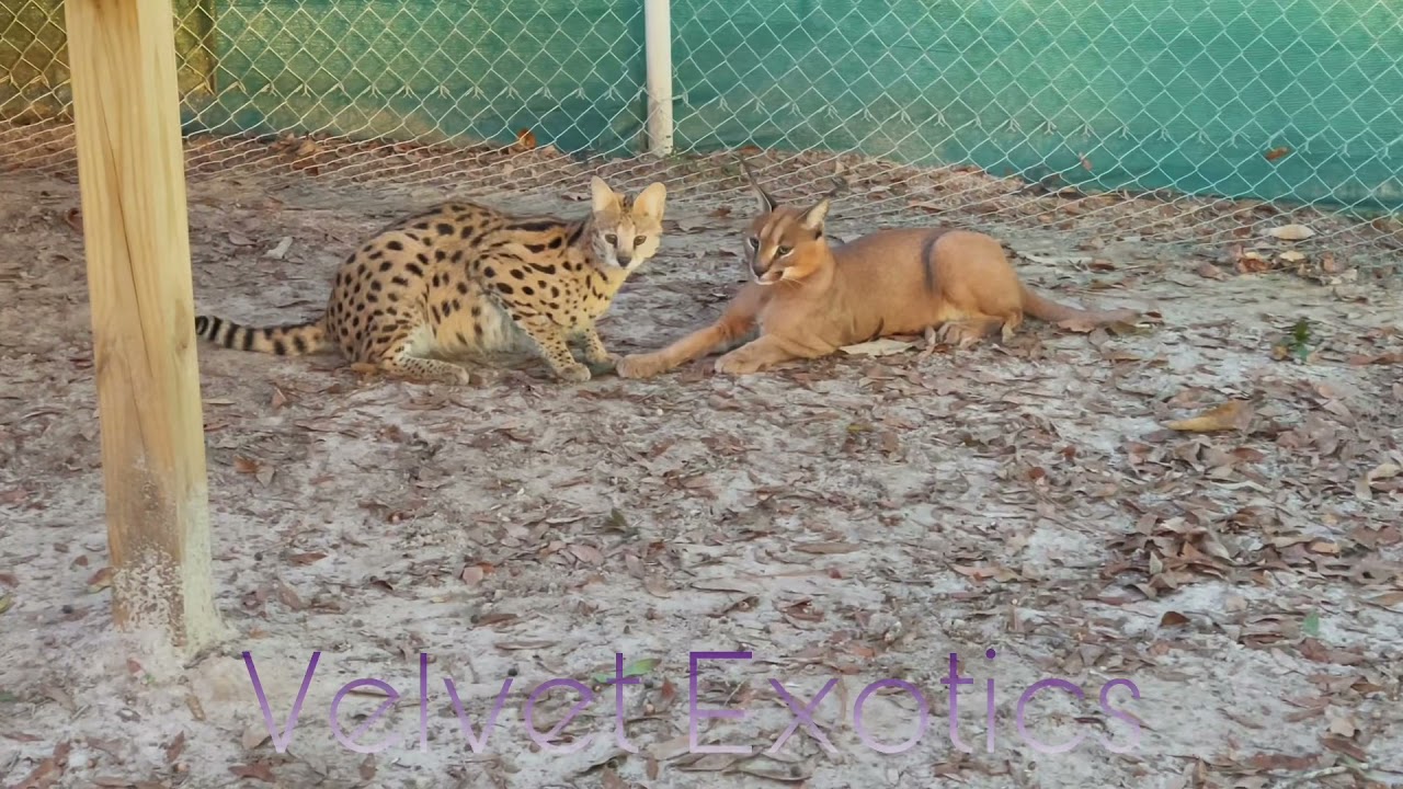 Serval and Caracal fight or play?