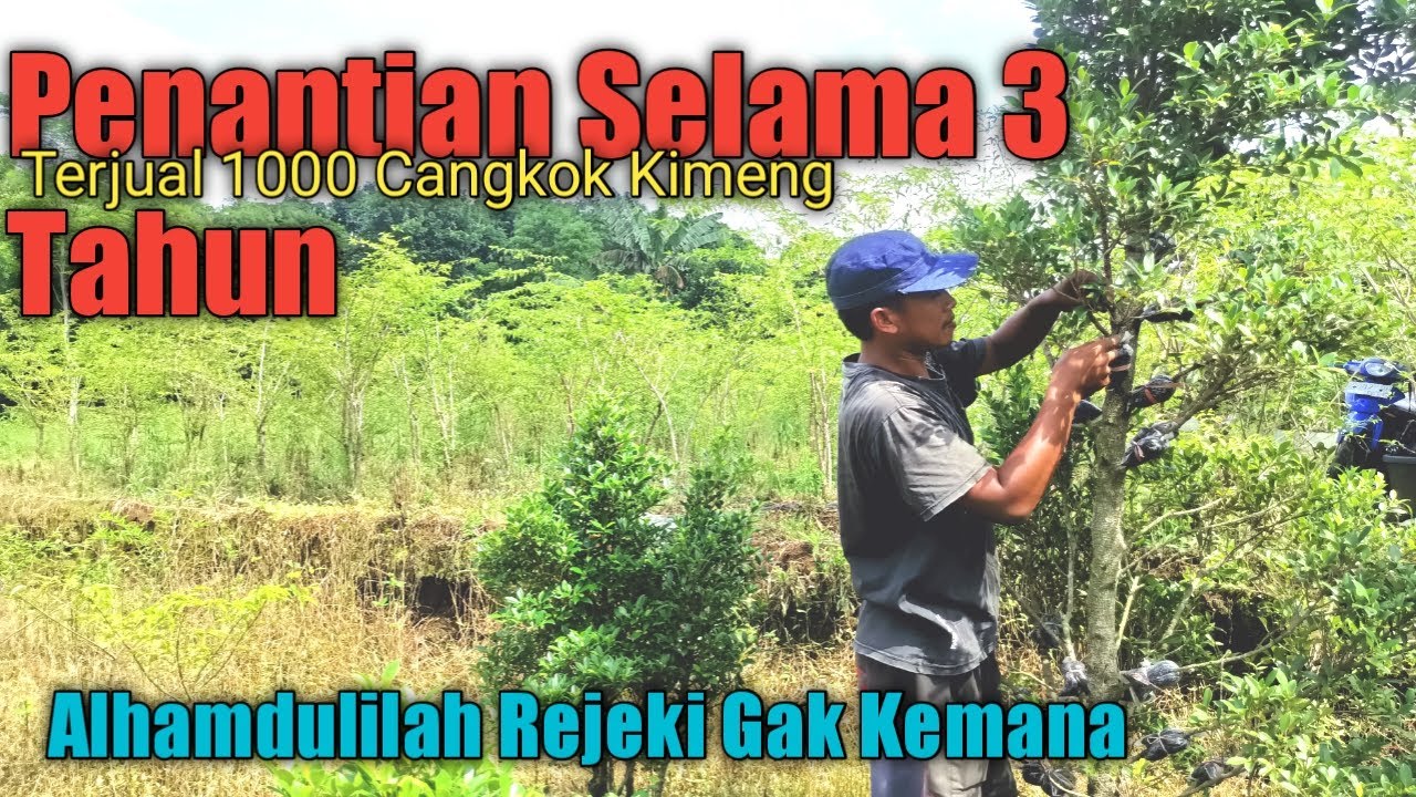 seribu cangkok kimeng terjual penantian selama tiga tahun membuahkan hasil!!! alhamdulilah