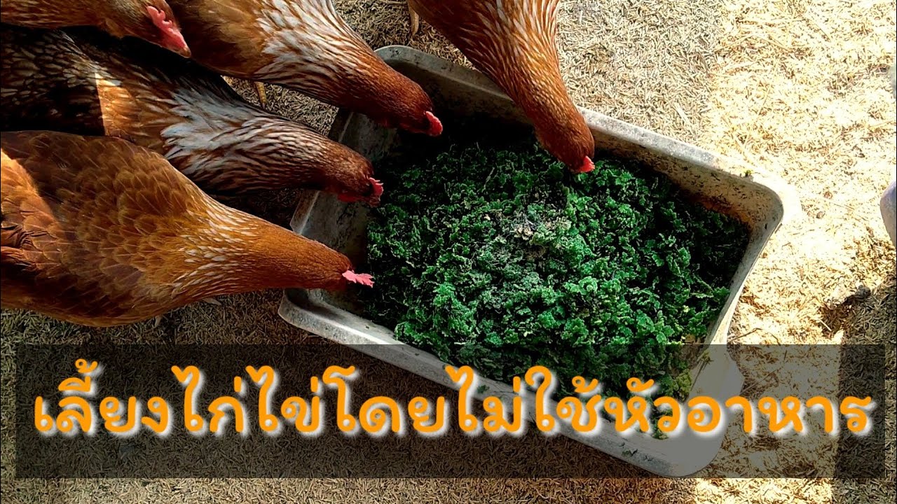 เลี้ยงไก่ไข่อินทรีย์ ตอนที่ 1 ให้ไก่กินเเหนเเดงครั้งเเรก