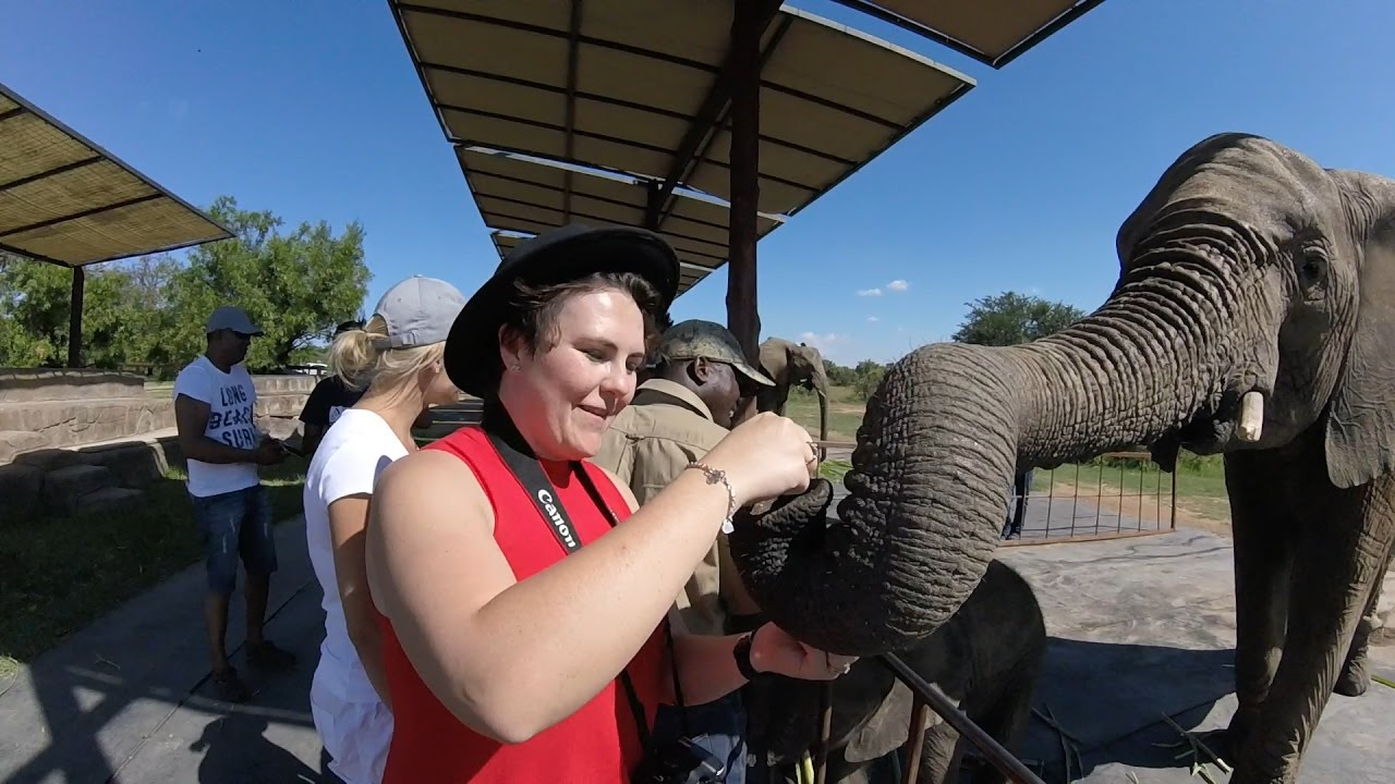 Elephant Interaction | Zebula South Africa