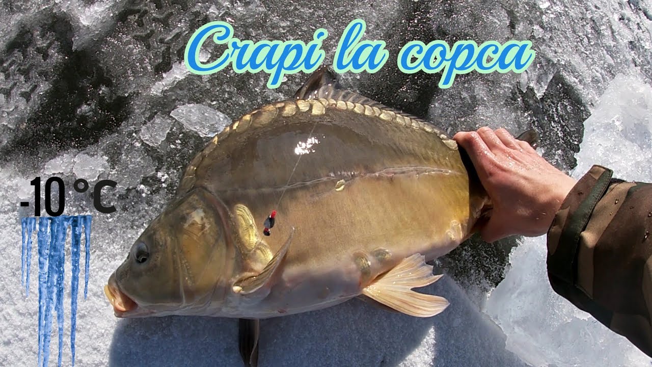 PESCUIT la CRAP la COPCA, primii CRAPI pe 2022