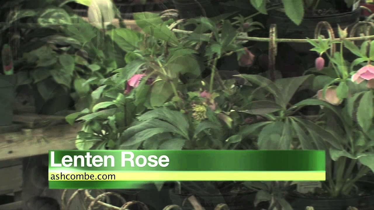 Gardening Tip - Lenten Rose