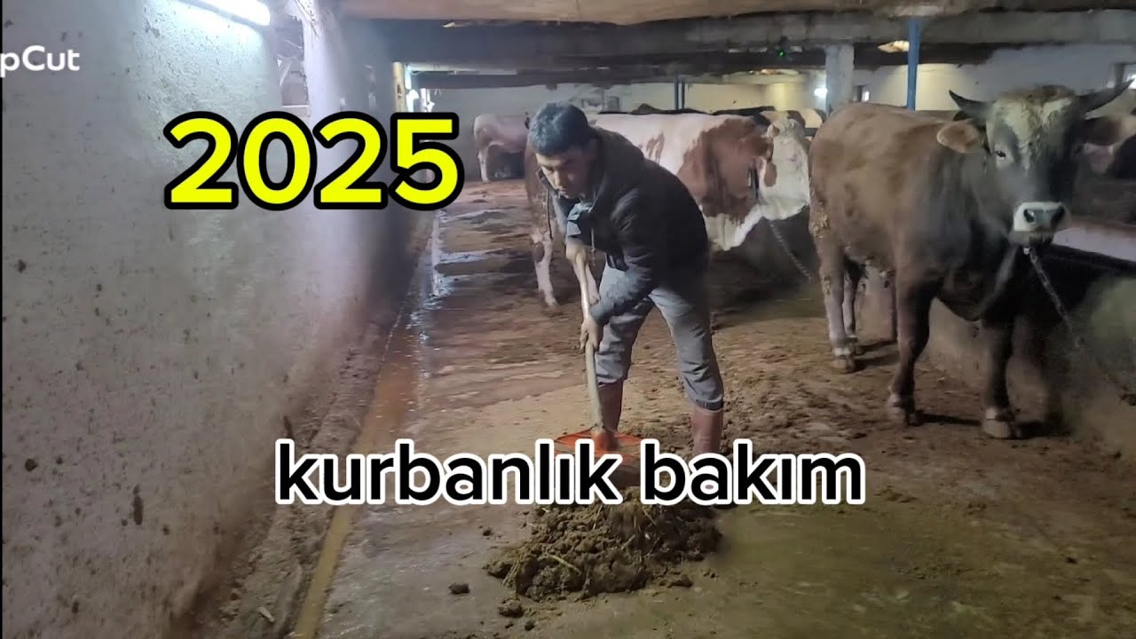 KURBANLIK BAKIMI 2 (2025)