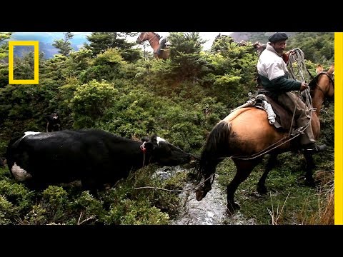 Perilous Ride to Herd Runaway Cattle | National Geographic