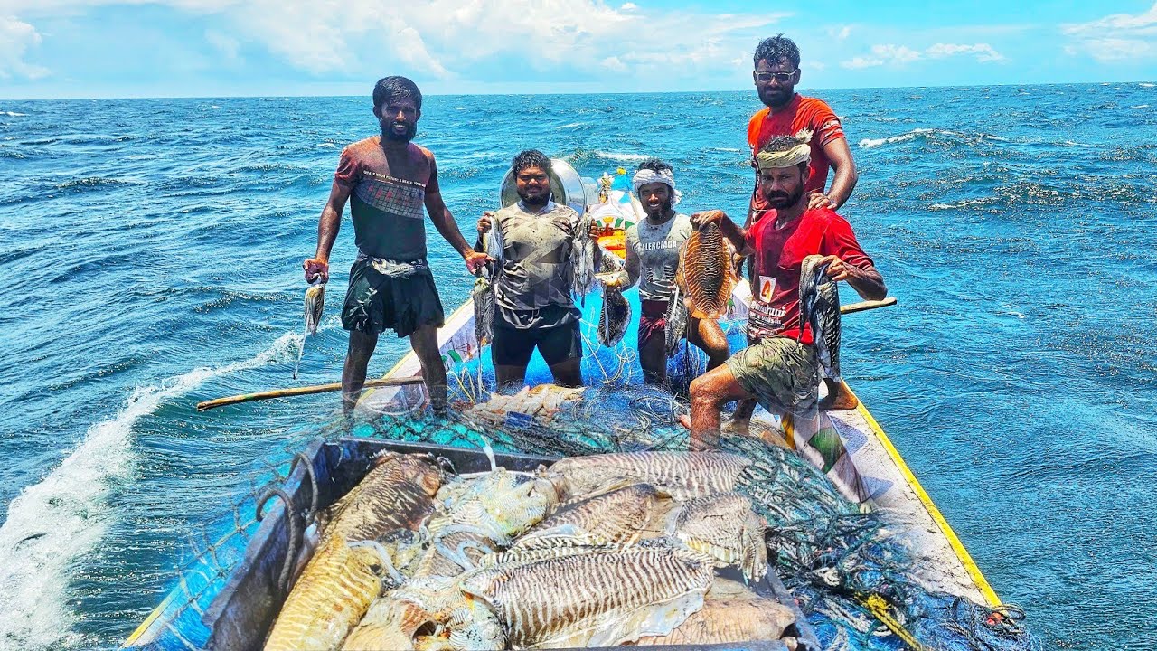 Jackpot day!! Small fishing boat Fisherman caught lot of cuttle fish on the sea/ using nylon nets
