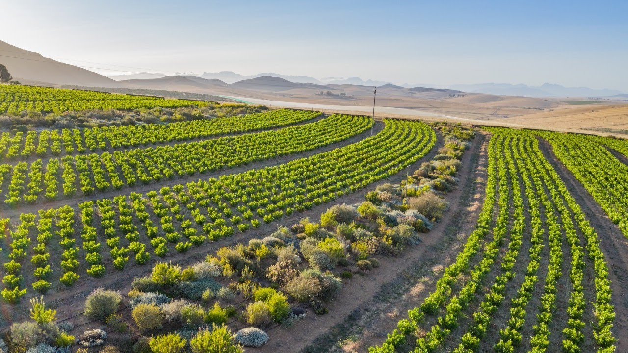 Mullineux - an introduction to our Vineyards and Winery