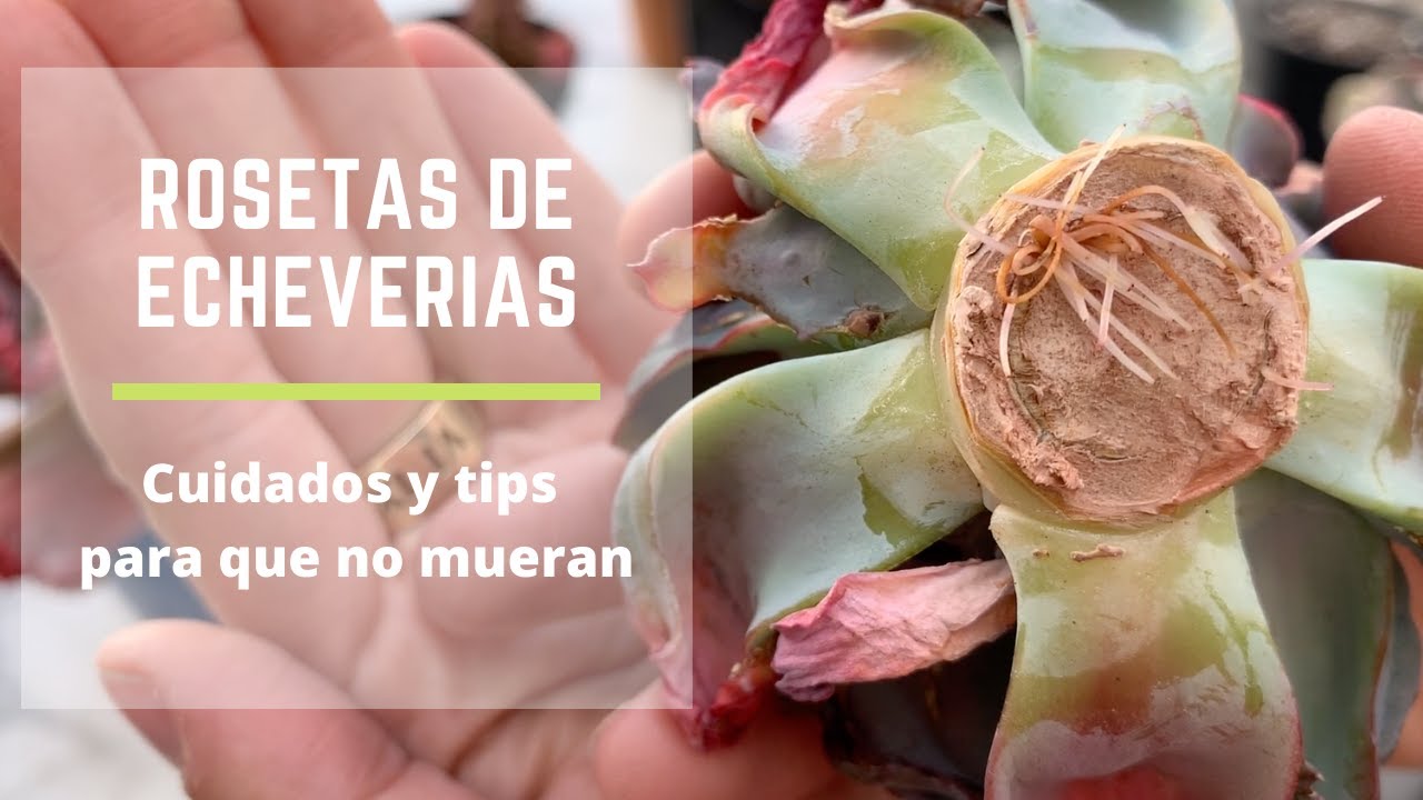 Como tratar a las cabezas (rosetas) de las echeverias decapitadas/Anuncio vacacional